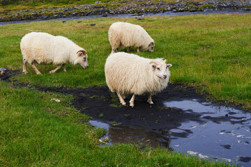 Fototapeta premium Three sheep, Landmannalaugar National Park, Iceland