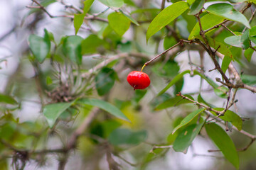 acerola fruit outdoors in rio de janeiro, Brazil.