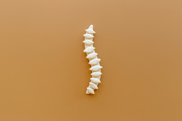 Healthy human spinal column skeleton model. Top view