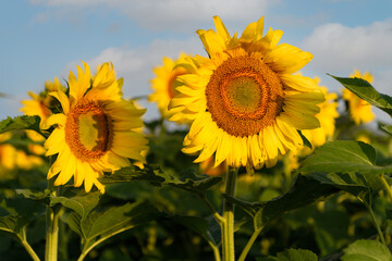 Sunflowers in Field Against Sky