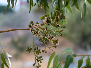 Plant seed on a tree