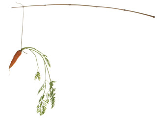 Fresh carrots hanging on a bamboo fishing rod isolated on a white background.