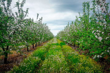 Fototapeta na wymiar Beautiful garden of flowering apple trees