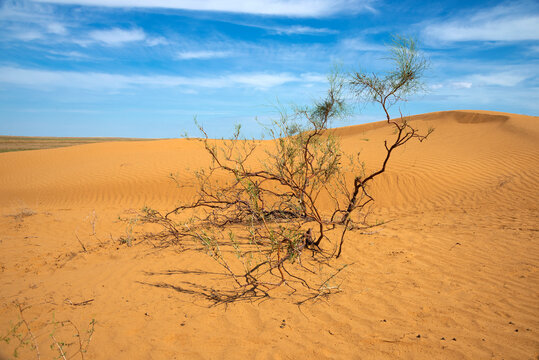 Lonely saxaul on sand dunes in the steppes of Kalmykia. Russia