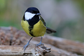 mésange charbonnière sur une branche en automne