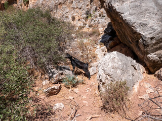 Wadi, Dry Gorge with some plants and trees