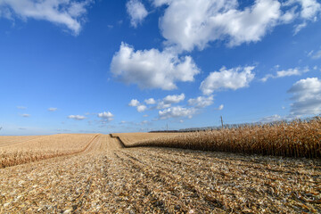 Dried corn field at harvesting time in autumn. Copy space. Selective focus.