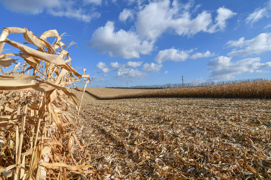 Dried corn field at harvesting time in autumn. Copy space. Selective focus.