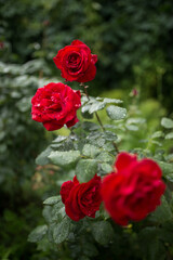 red roses in a garden