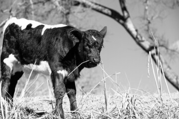 Young calf eating grass