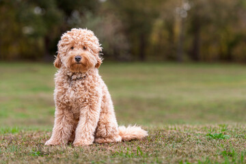 Dog Golden Puppy Cute Cuddly Sweet Pup Doggie Modle Beautiful Stuffed Animal Teddy Bear 