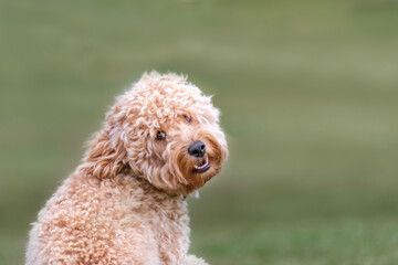 Dog Golden Puppy Cute Cuddly Sweet Pup Doggie Modle Beautiful Stuffed Animal Teddy Bear 