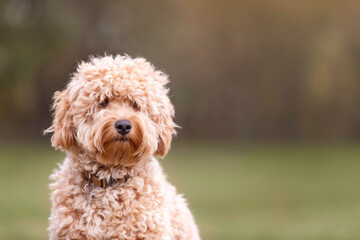 Dog Golden Puppy Cute Cuddly Sweet Pup Doggie Modle Beautiful Stuffed Animal Teddy Bear 