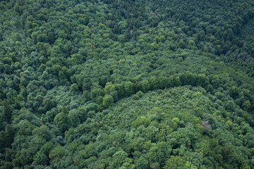 Aerial view on  forest