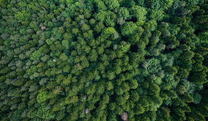 Aerial view on  forest