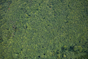 Aerial view on  forest
