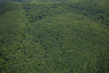 Aerial view on  forest