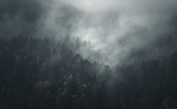 Mysterious black mountain forest in the mist