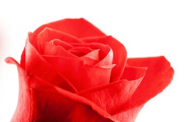 Beautiful fresh red rose bud