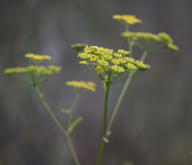 Pastinak (Pastinaca sativa), blüte, gelb, nahaufnahme