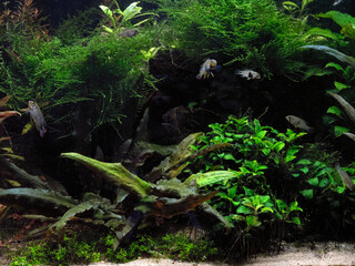 Aquarium with Dwarf Cichlid Apistogramma Panduro, fresh water tropical fish