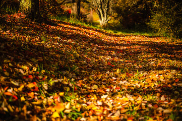 紅葉の絨毯　大峰高原