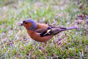 Selective focus photo. Common chaffinch bird, Fringilla coelebs.