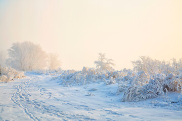 Winter background, fog, plants covered with hoarfrost. Climate, weather, meteorology.