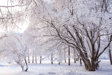 Trees covered with frost on a frosty winter day. Climate, weather, meteorology.