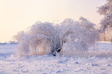 Trees covered with frost on a frosty winter day. Climate, weather, meteorology.