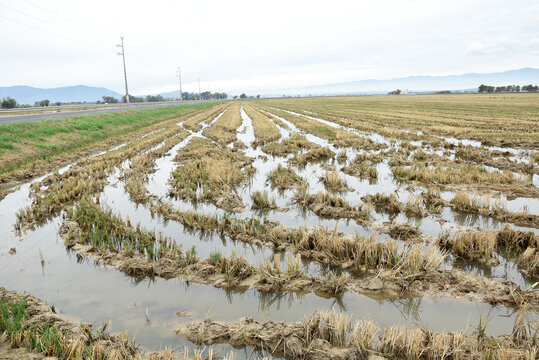 Arrozal inundado despu&eacute;s de la cosecha en el Delta del Ebro, Tarragona, Catalu&ntilde;a, Espa&ntilde;a