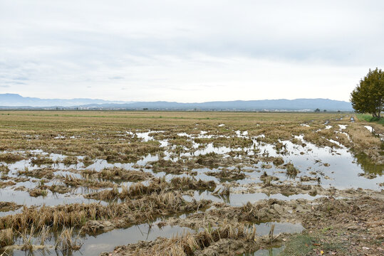 Arrozal inundado despu&eacute;s de la cosecha en el Delta del Ebro, Tarragona, Catalu&ntilde;a, Espa&ntilde;a