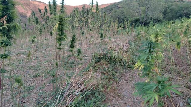 Cannabis green plant. Oil weed. Science culture. Mountain. The cannabis with mountain and sky,