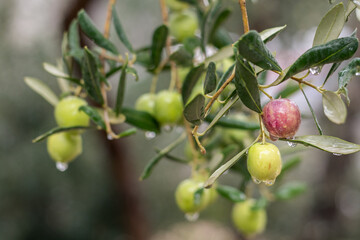 Olive tree