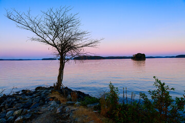 Fototapeta na wymiar Bare Tree at Sunset on Lake Lanier in November