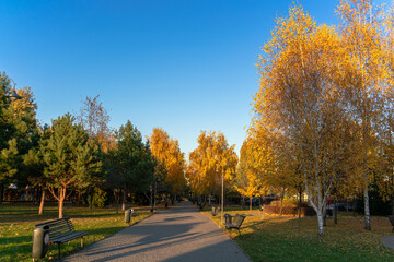 Golden crowns of autumn trees in the rays of the evening sun along the road in a city park under the blue sky