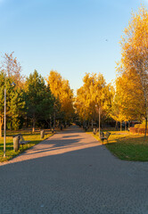 Golden crowns of autumn trees in the rays of the evening sun along the road in a city park under the blue sky