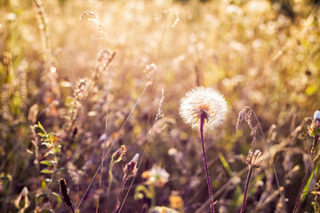 field of dandelions