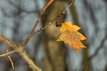 Las jesienia © Andrzej