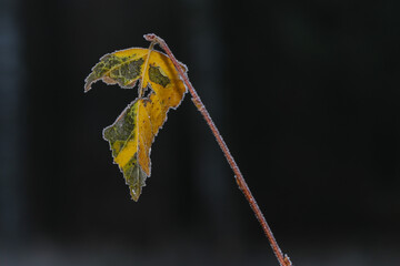 Las jesienią © Andrzej
