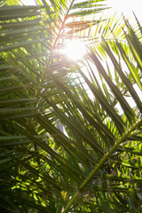 Sun rays through a plant