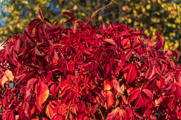 All the colors of autumn: fiery leaves of wild grapes against a blue sky, gold and green leaves