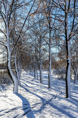 Alley of snow-covered trees after a snowfall in the city park. Winter landscape.
