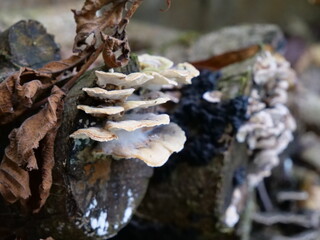 Fungi growing on a tree trunk