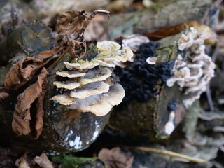 Fungi growing on a tree trunk