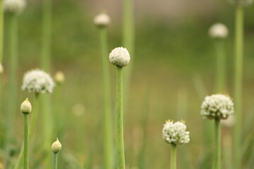 Convivencia.  © Ivana