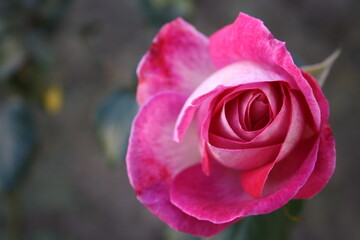 No se había desenvuelto y ya se estaba comenzando a marchitar. 