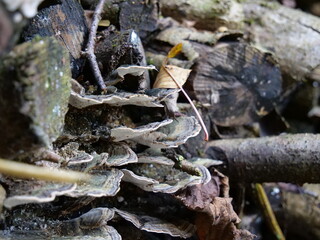 Fungi growing on a tree trunk