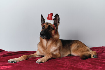 Greeting holiday card. Black and red German Shepherd is lying on red blanket in Santa Claus hat. Celebrate Christmas and New Year with dog. Empty space for your text.