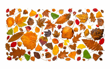 Autumn composition with various dry leaves on a white background. Tree leaves from oak, maple, poplar, ginkgobiloba, etc.